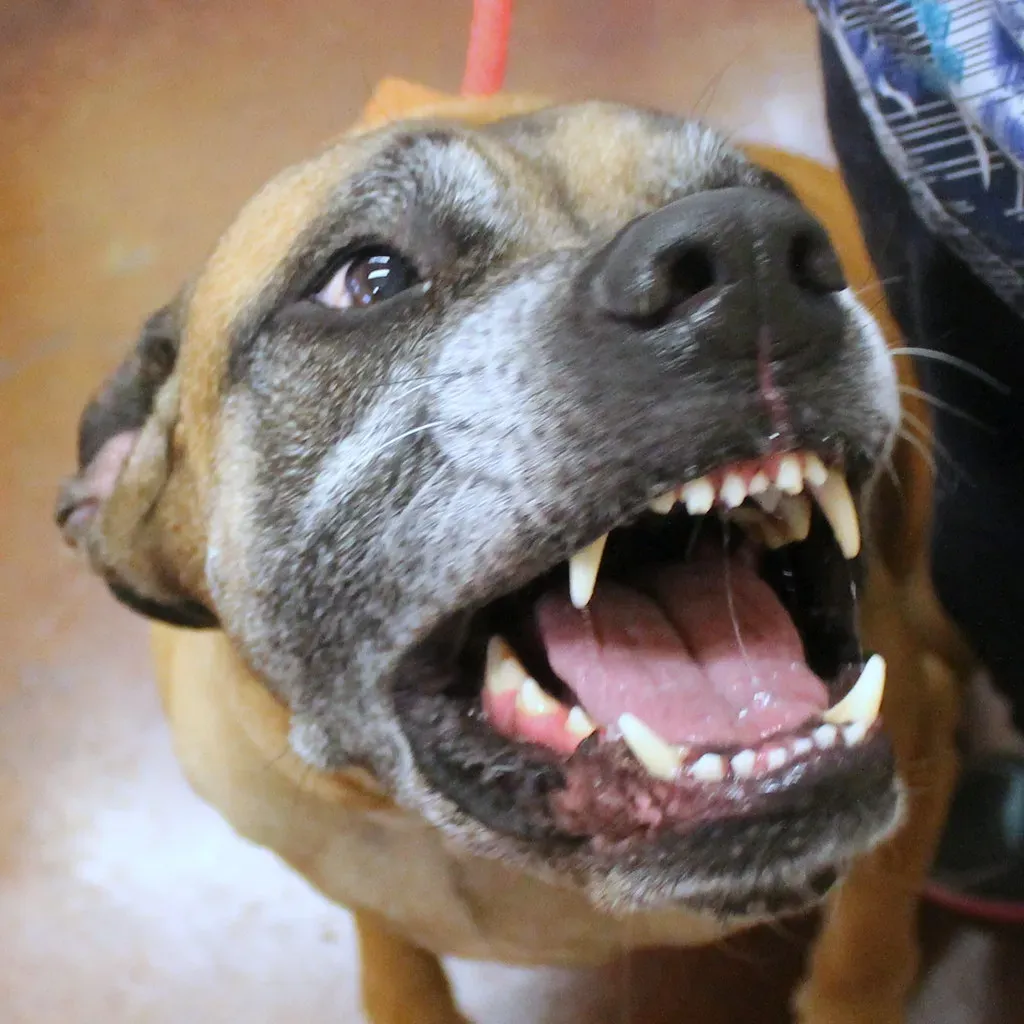 The Fear-Based Growl: A Cry for Help (Image Credits: Flickr)