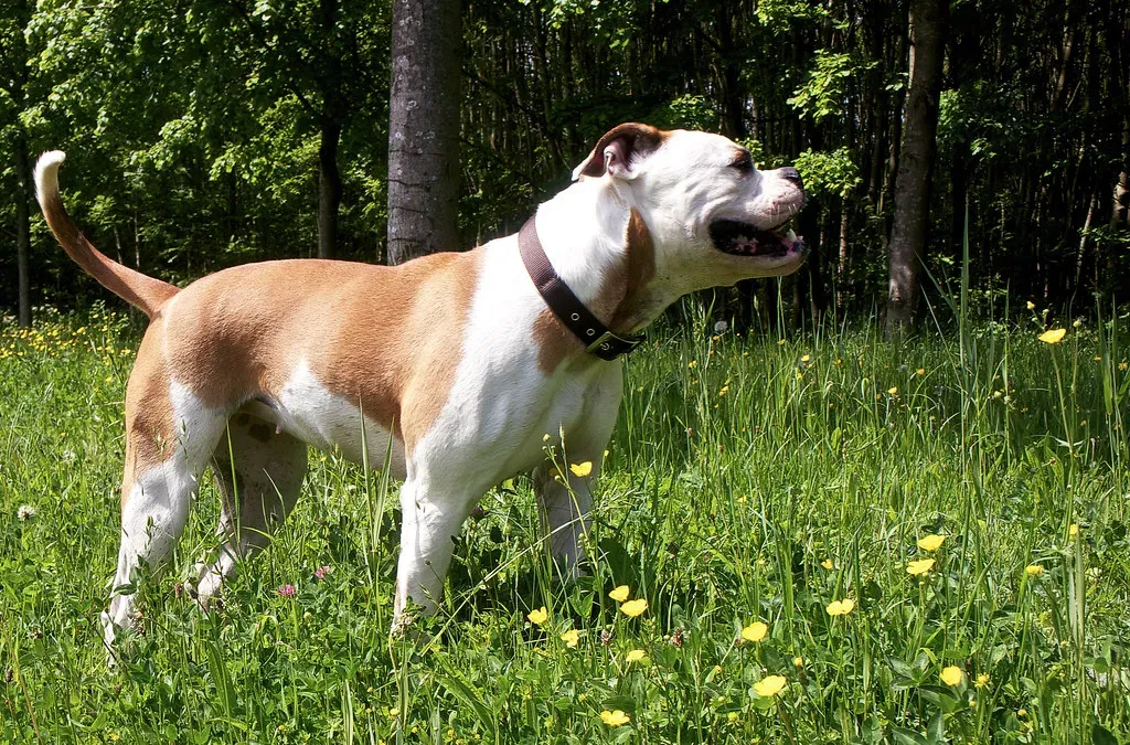 They Are Naturally Calm Enough to Settle Down and Snuggle (Image Credits: Flickr)