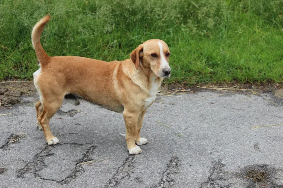 The Tucked Tail: Fear, Submission, or Something Else? (Image Credits: Pexels)