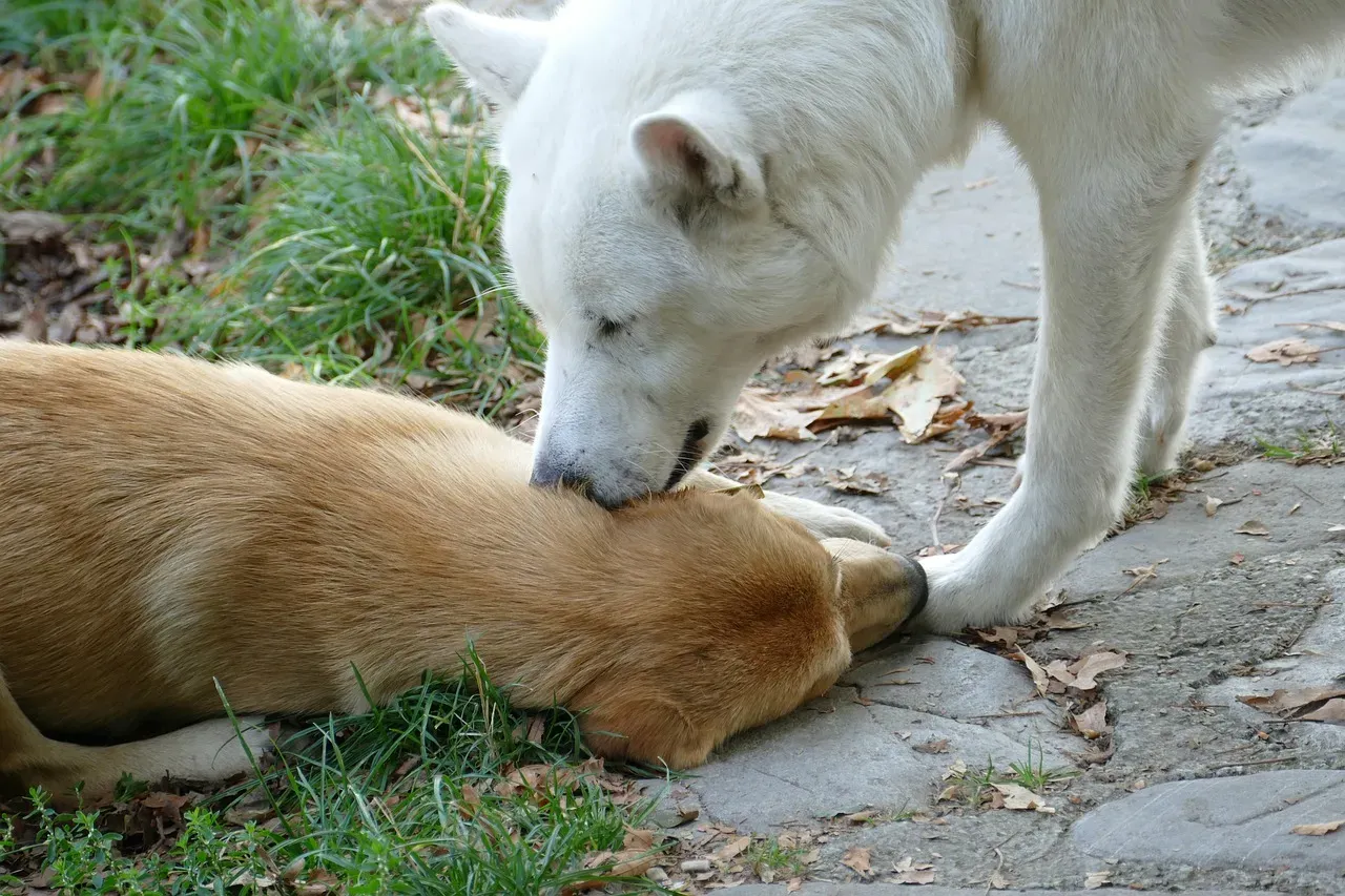 Seeking Attention and Interaction (Image Credits: Pixabay)