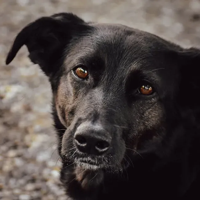6. Staring Intensely at You (Image Credits: Pexels)