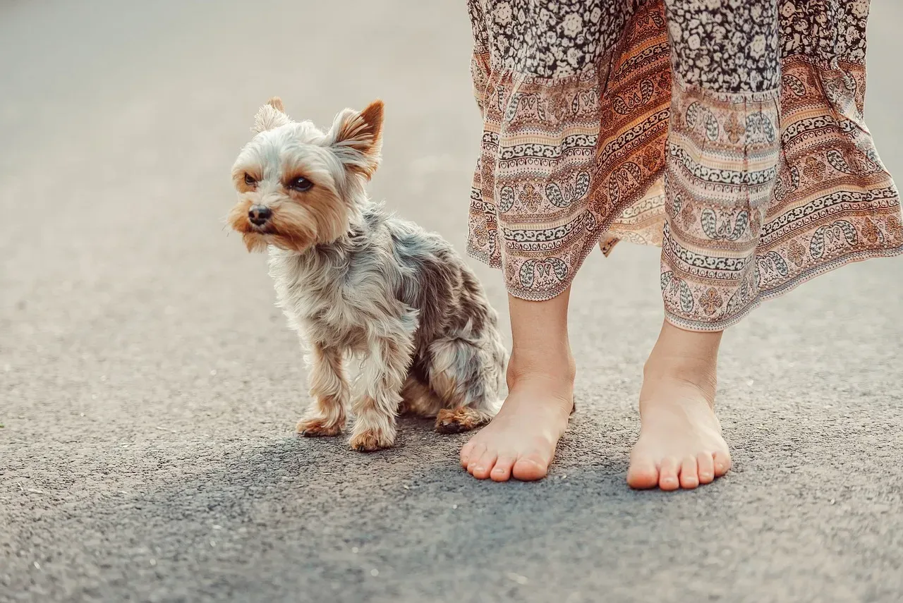 10. Yorkshire Terrier: The Pocket-Sized Therapy Star (Image Credits: Pixabay)