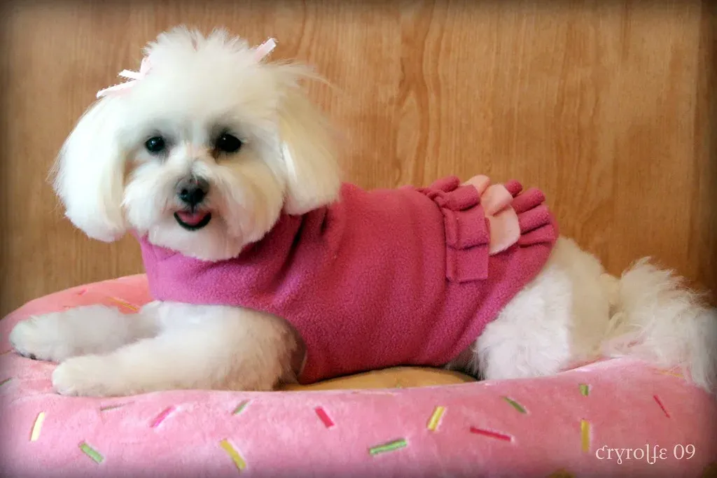 The Maltese: A Gorgeous Coat With Serious Commitment (Image Credits: Flickr)