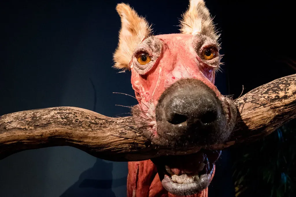 The Secret Weapon: Jacobson's Organ (Image Credits: Flickr)