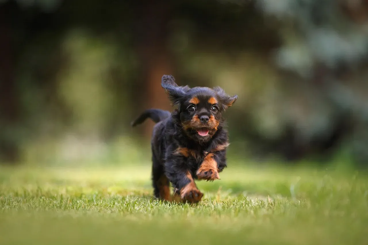 The Emotional Lives of Dogs: Trust, Repair, and Forgiveness (Image Credits: Pixabay)
