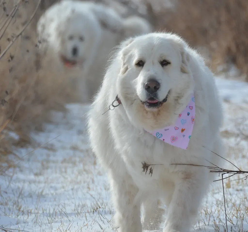 Great Pyrenees: The Nocturnal Guardians (Image Credits: Flickr)