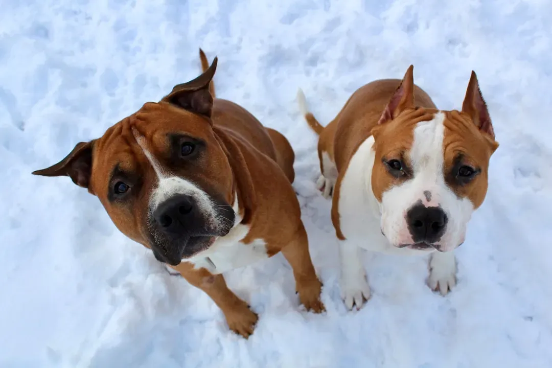 Conclusion: The Right Dog for the Right Family (Image Credits: Unsplash)