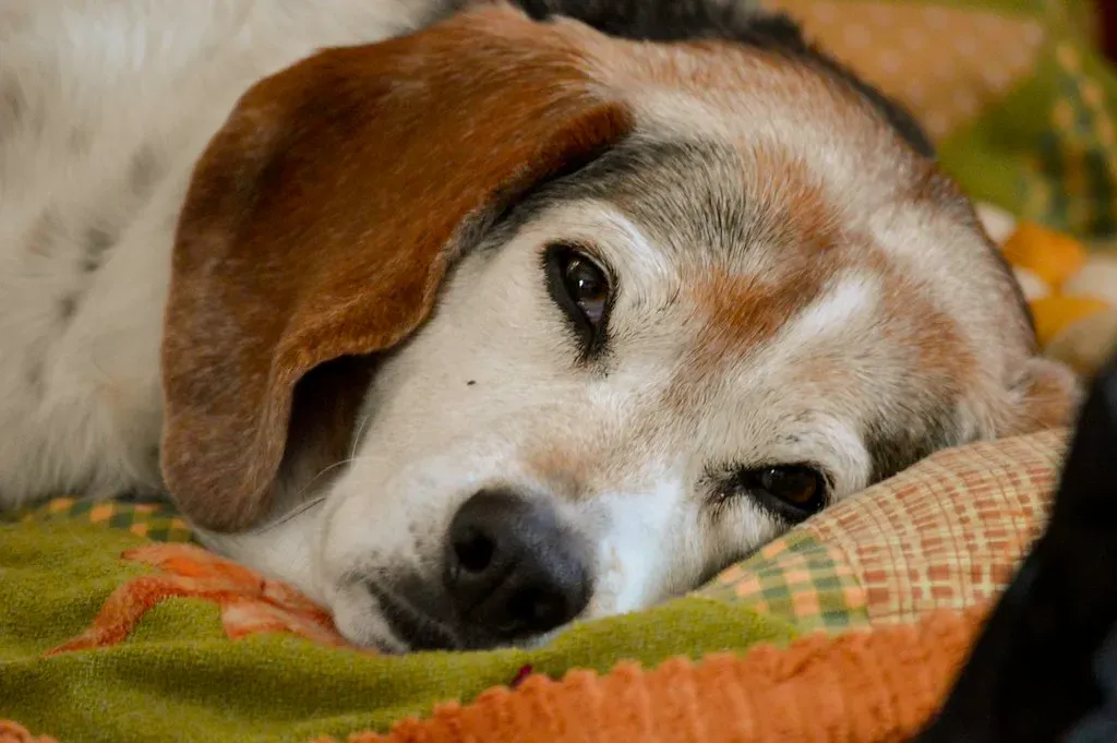 5. They Sleep Near You (rileyackley, Flickr, CC BY 2.0)