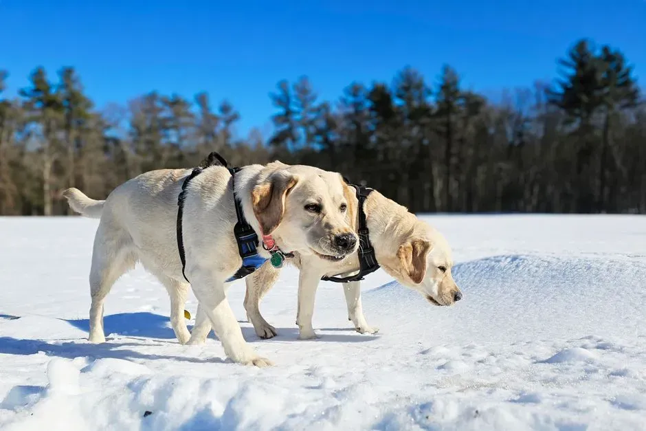 #16 - Your Vacation Plans Start With "Can the Lab Come?" (Image Credits: Pexels)
