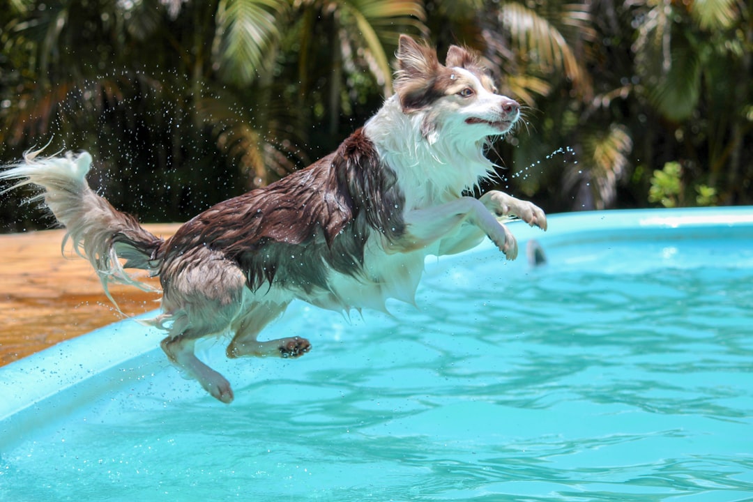 All Dogs Can Swim Naturally (Image Credits: Unsplash)
