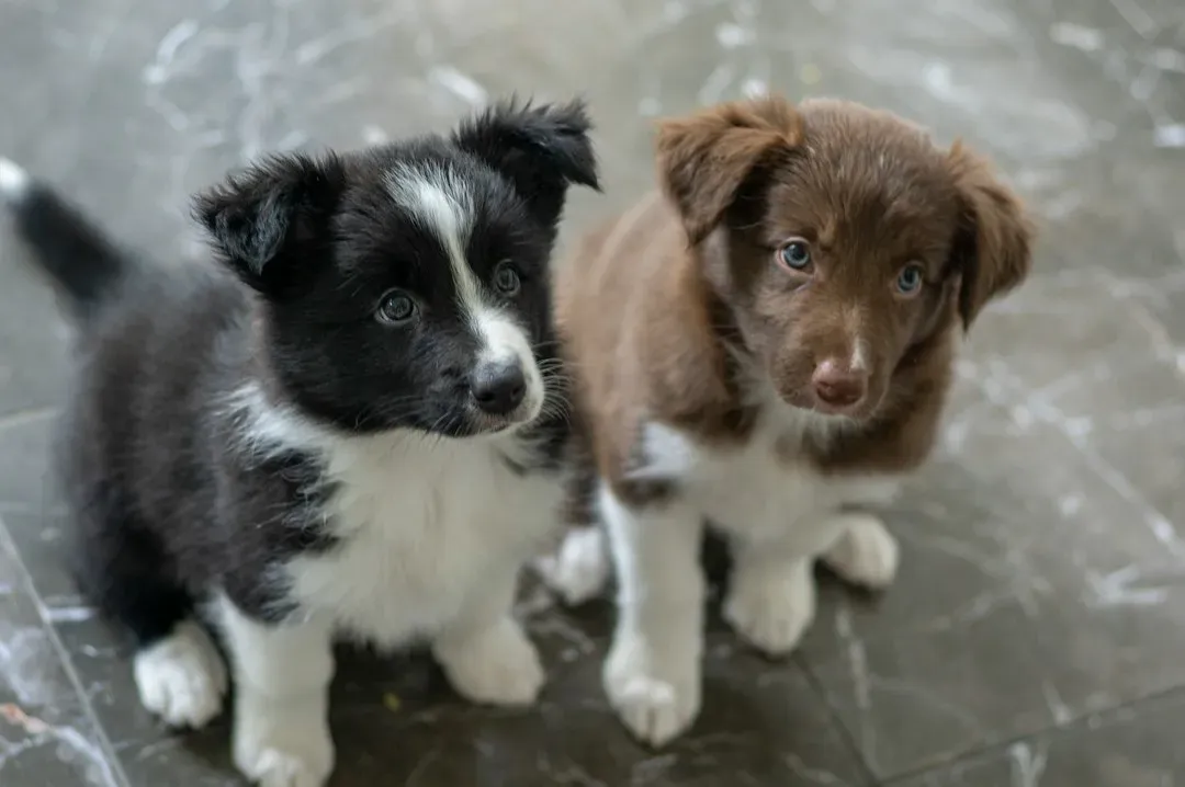 #5 - Your Dog's Socialization History Is Quietly Running the Show (Image Credits: Unsplash)