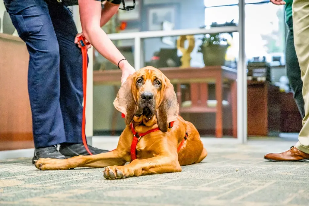 #5. The Bloodhound (Image Credits: Rawpixel)