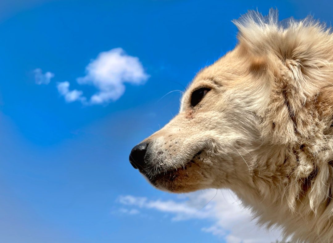 Wind Direction and Scent Detection (Image Credits: Unsplash)
