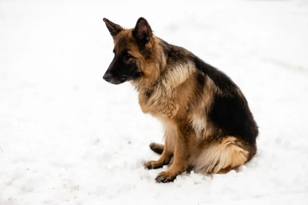 5. German Shepherd (Image Credits: Unsplash)