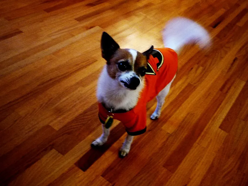 Displaying a Loose, Wagging Tail in Everyday Situations (uberculture, Flickr, CC BY 2.0)