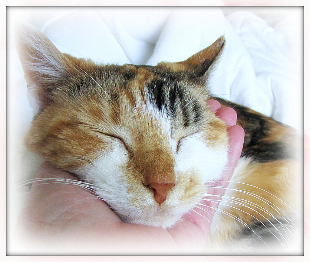 Cardiovascular Protection (Image Credits: Flickr)