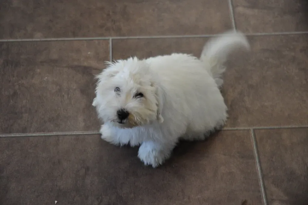9. Coton de Tulear: The Dog That Lives Forever (Almost) (Image Credits: Flickr)