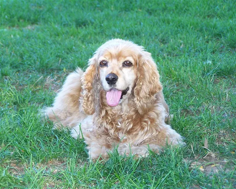 5. Wingnut: Four Pounds of Matted Fur and a Brand-New Beginning (Image Credits: Flickr)