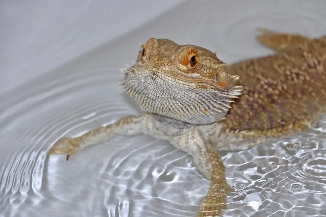 Regular Soaking Sessions (Image Credits: Unsplash)