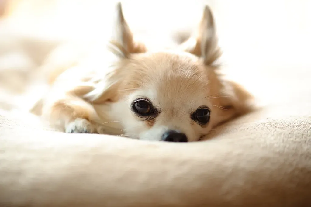 #2 - The Over-The-Top Morning Drama Ritual (steven.y, Flickr, CC BY 2.0)
