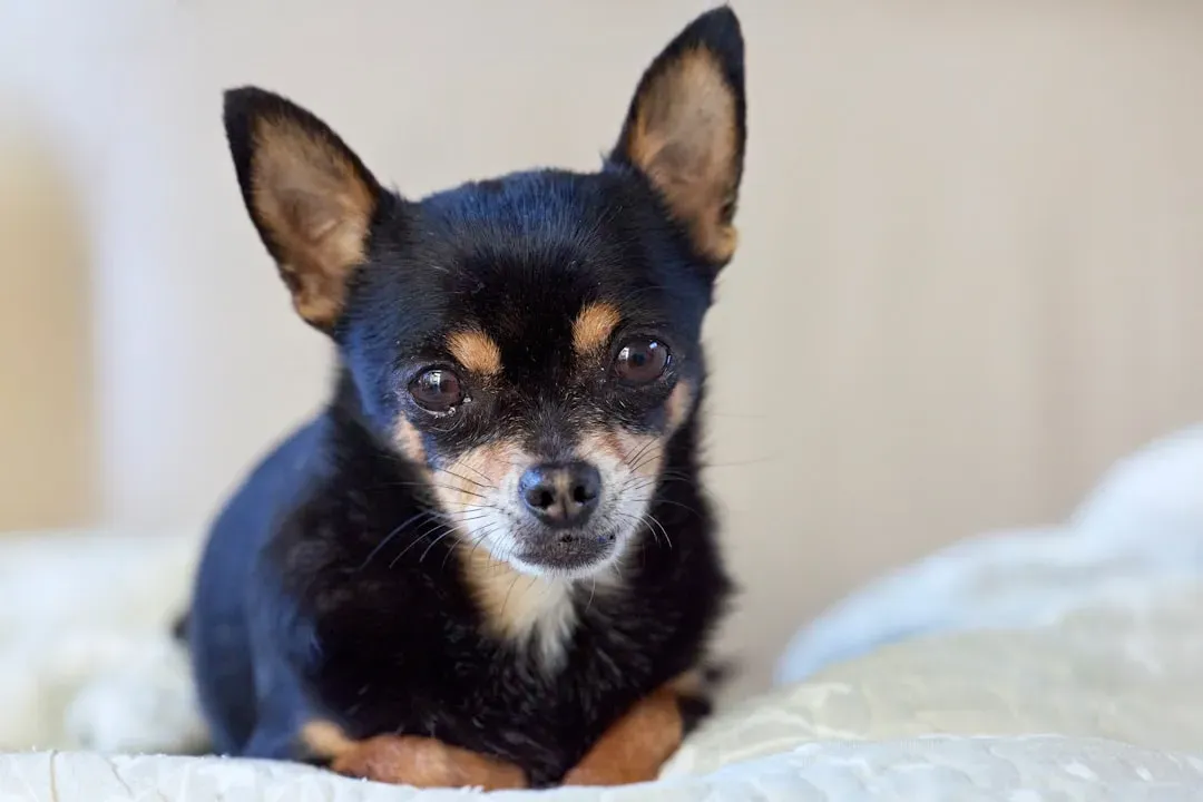 Conclusion: Companions, Not Troublemakers (With the Right Approach) (Image Credits: Unsplash)