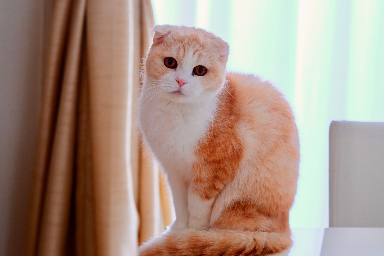 Cancer: The Affectionate Scottish Fold (Image Credits: Pixabay)