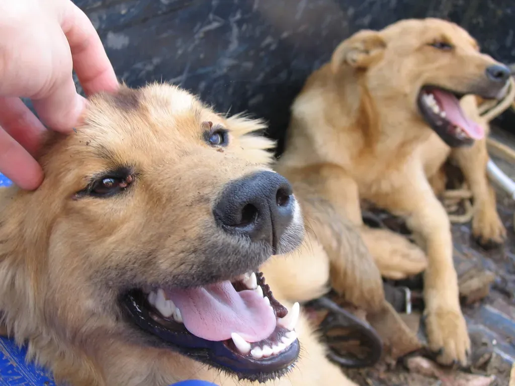 5. Puppies and Senior Dogs Need Extra Security (Image Credits: Flickr)