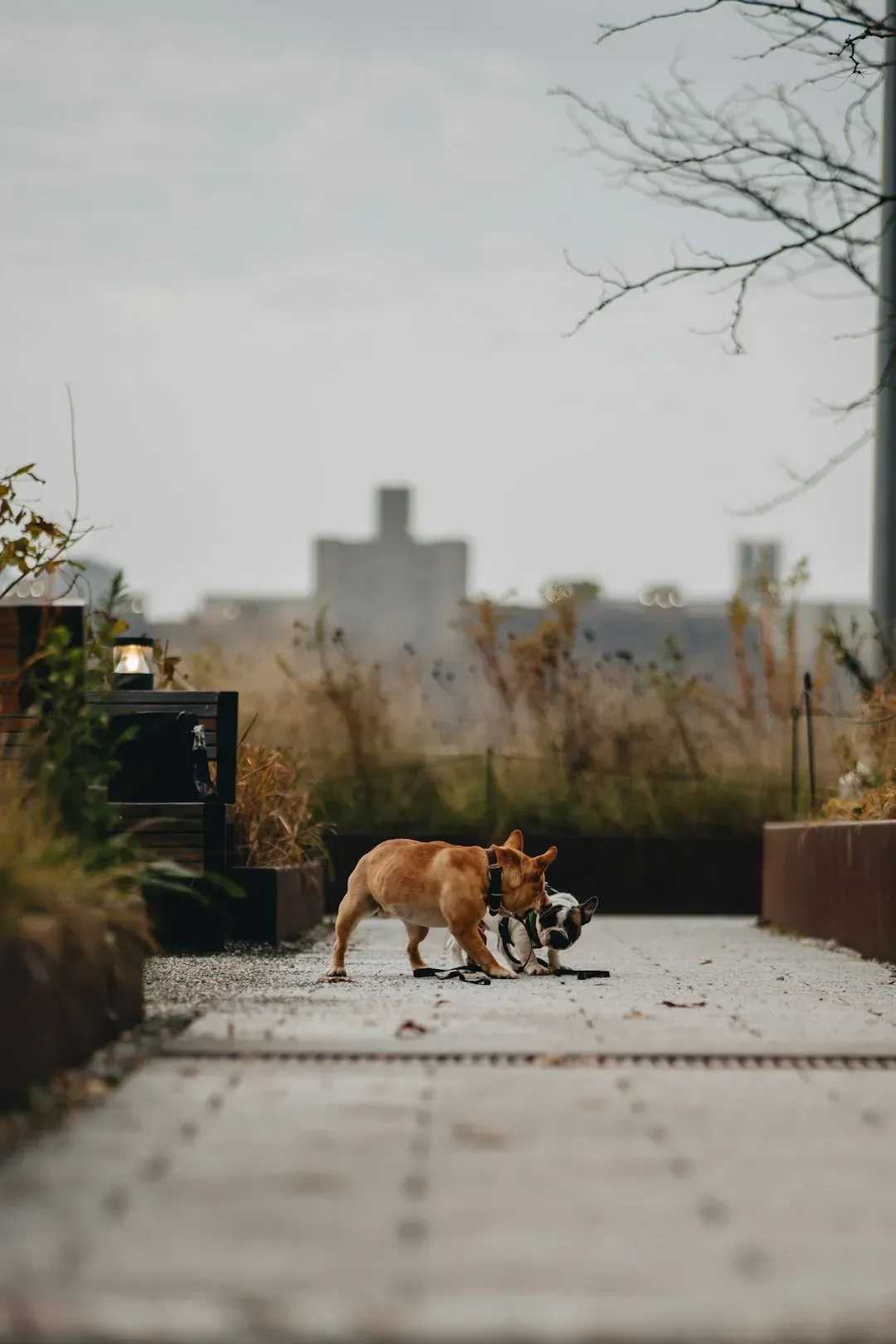 Navigating NYC's Pet Rules and Building Policies (Image Credits: Unsplash)