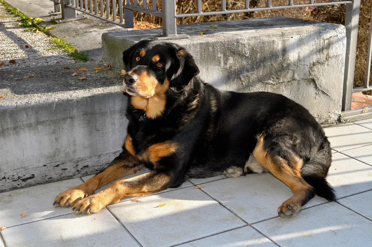 9. Rottweiler: Misunderstood, Loyal, and Surprisingly Snuggly (Image Credits: Pixabay)