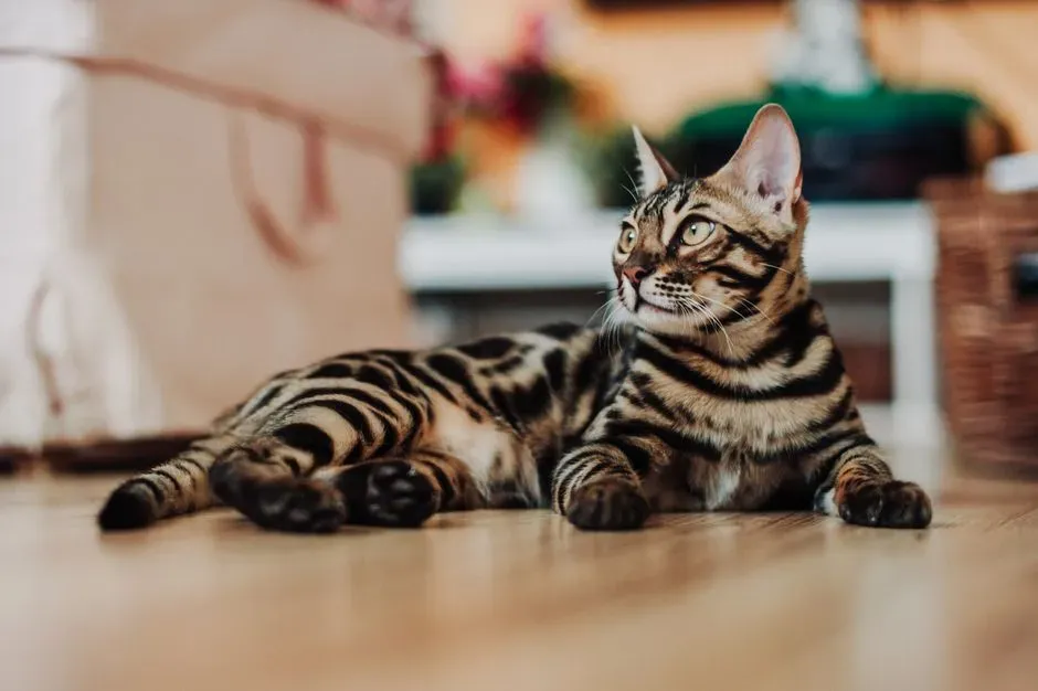 Conclusion: Expensive Cats, Priceless Companions - If You Go In With Eyes Open (Image Credits: Pexels)