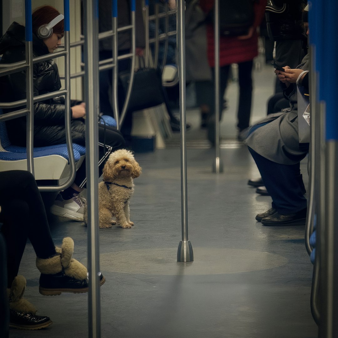 Pet-Friendly Transportation and Infrastructure (Image Credits: Unsplash)