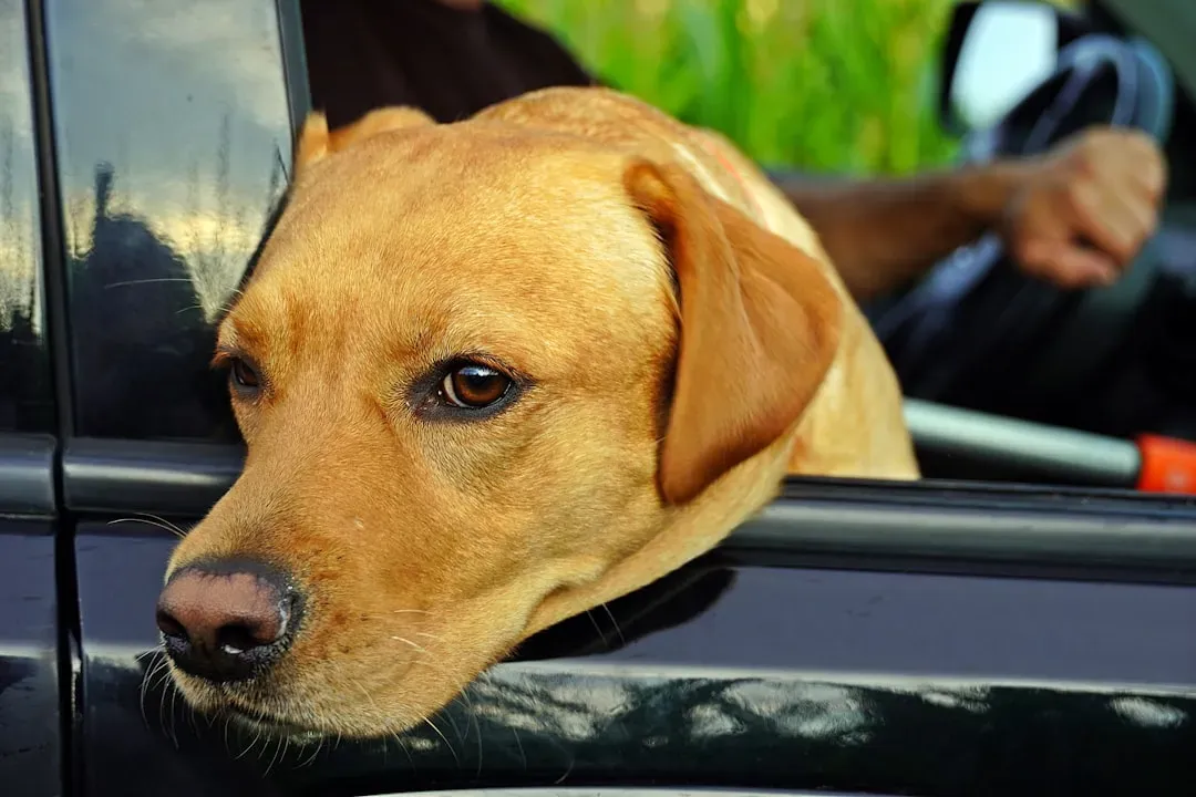 Recognizing the Real Signs of Car Anxiety in Your Dog (Image Credits: Unsplash)