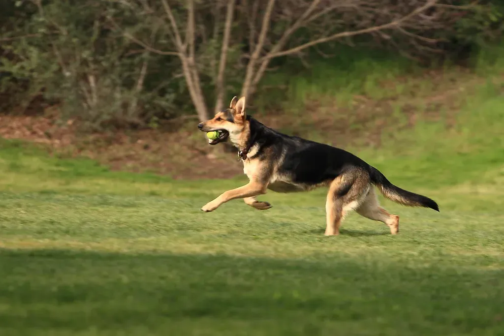 2. German Shepherd: The High-Energy Guardian (Image Credits: Flickr)