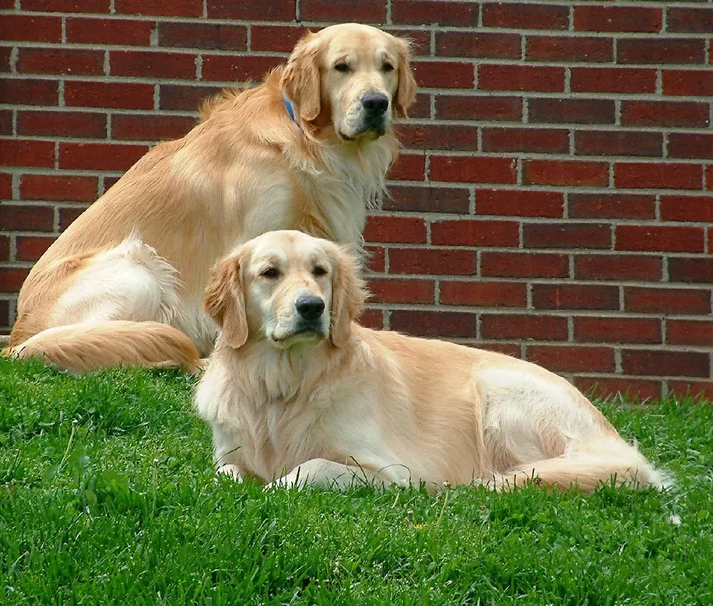 Conclusion: Every Twitch Is a Little Story About You (Stonnie Dennis Dog Photography, Flickr, CC BY-SA 2.0)