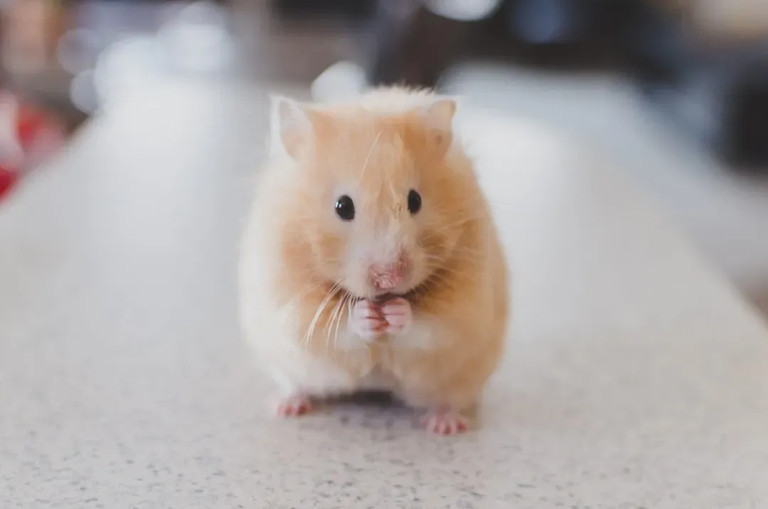 They Explore Curiously Instead Of Darting And Hiding (Image Credits: Unsplash)