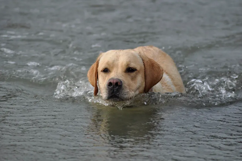 7. Labrador Retriever: The Friendly Wanderer Next Door (Image Credits: Flickr)