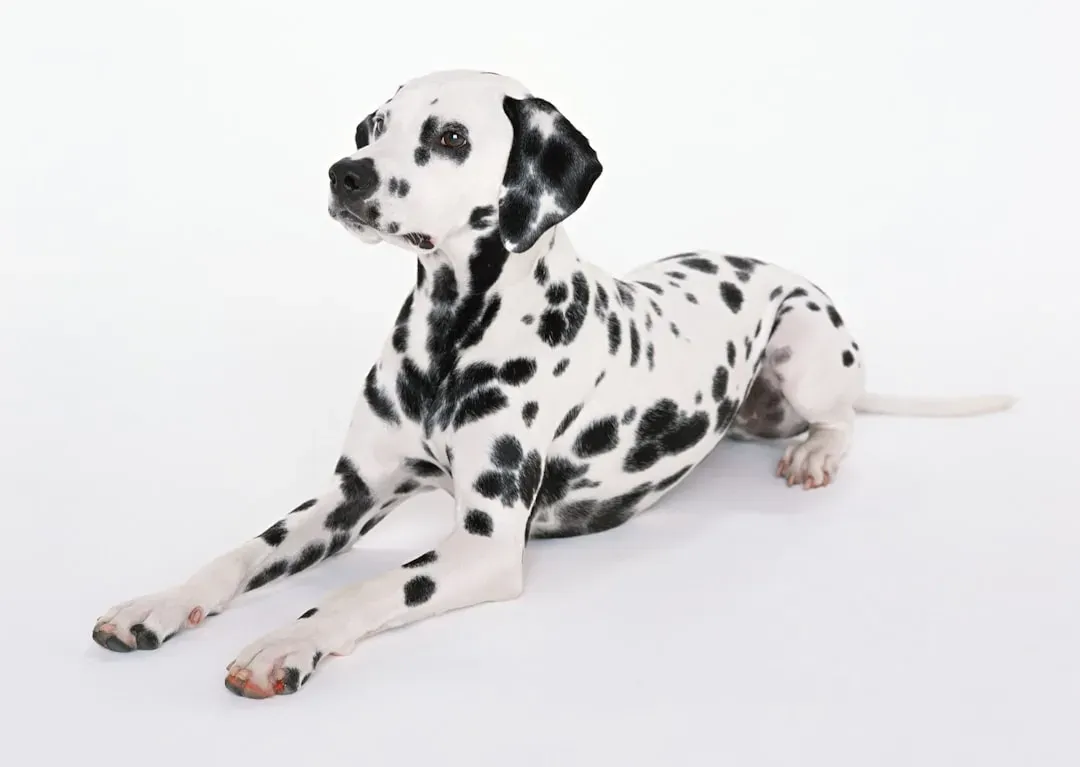 #2 - "Dalmatians Are Naturally Aggressive Toward Children" (Image Credits: Unsplash)