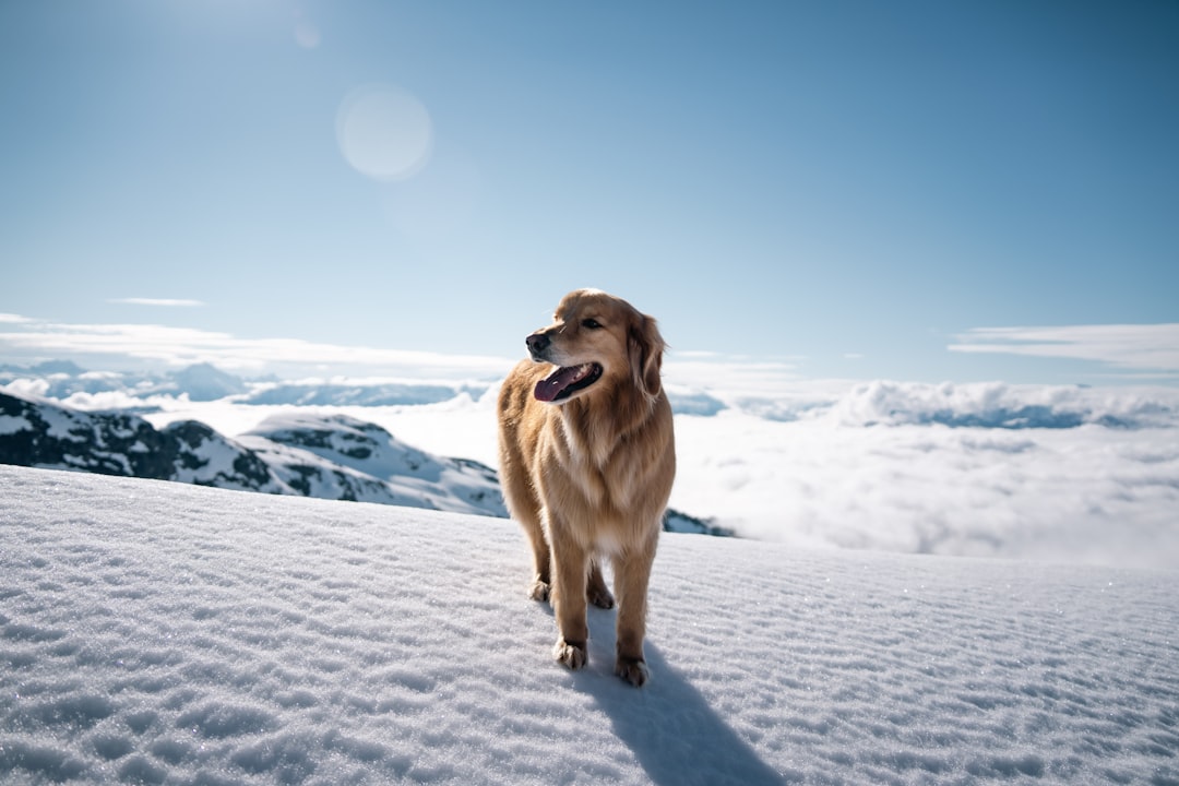 Golden Retriever: The Social Trail Star (Image Credits: Unsplash)