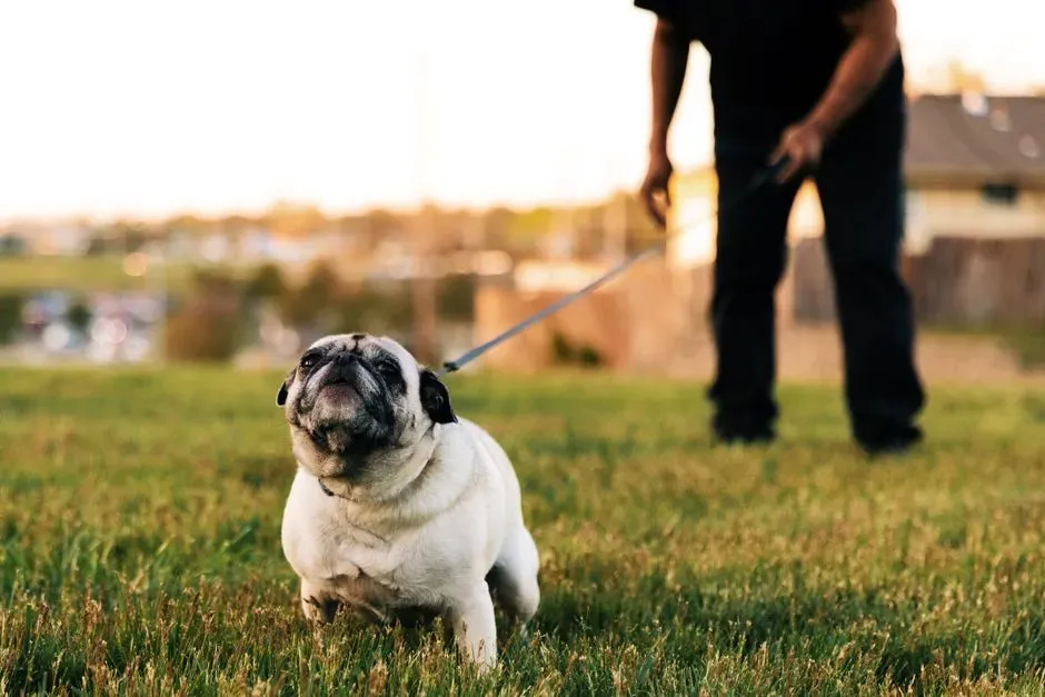 The Myth of the “Stubborn” Dog (Image Credits: Pexels)