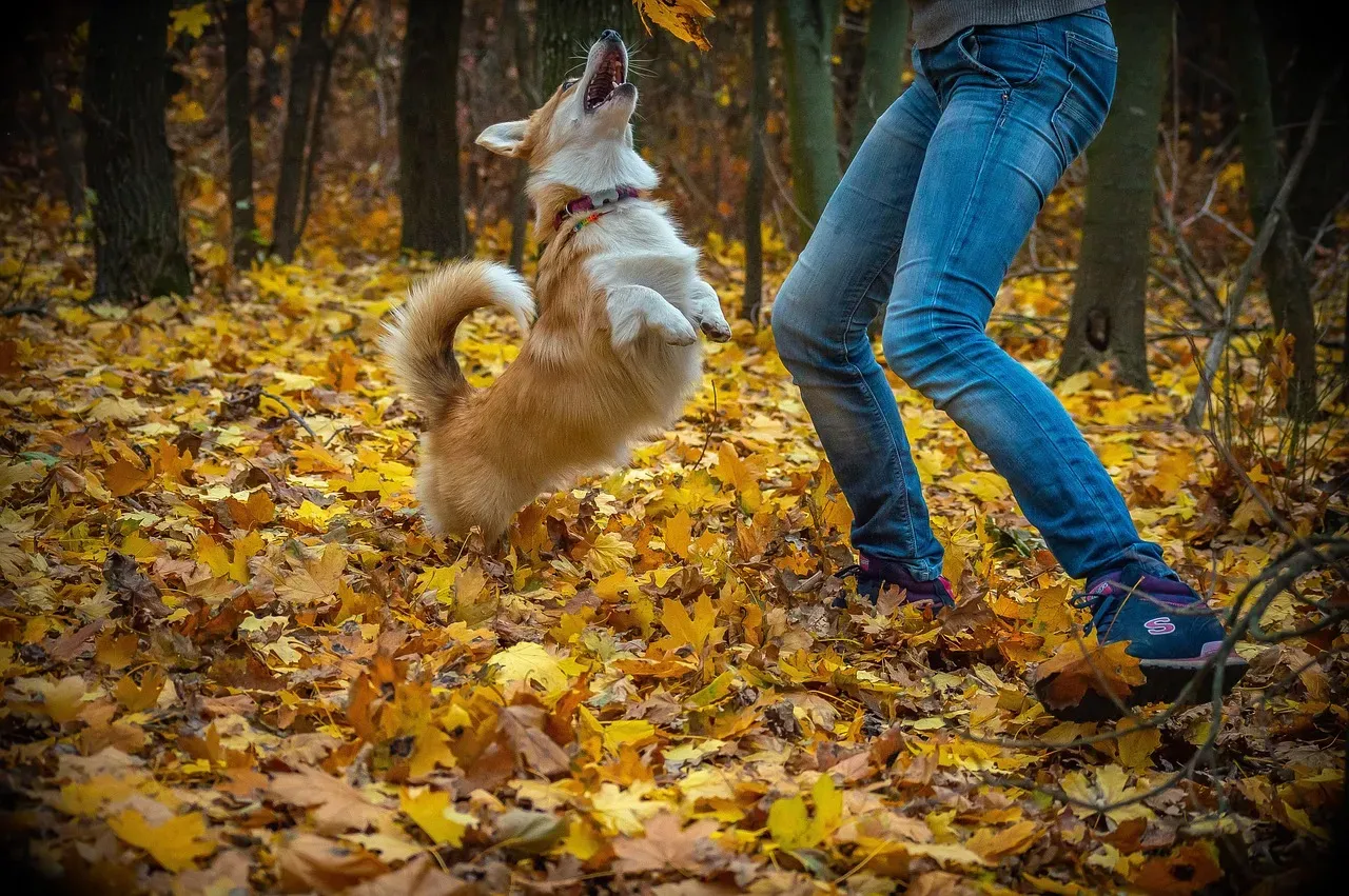 Corgis: Royal Favorites with Pack Mentality (Image Credits: Pixabay)