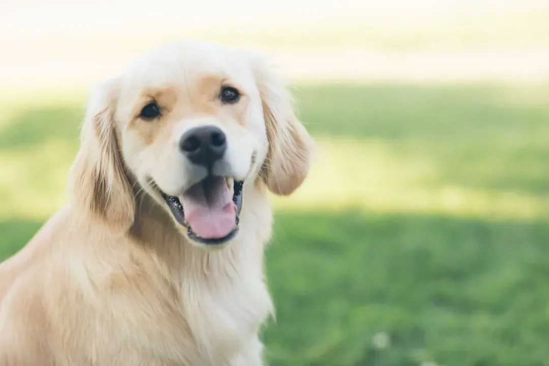 5. Subtle Changes in Breathing and Panting (Image Credits: Unsplash)