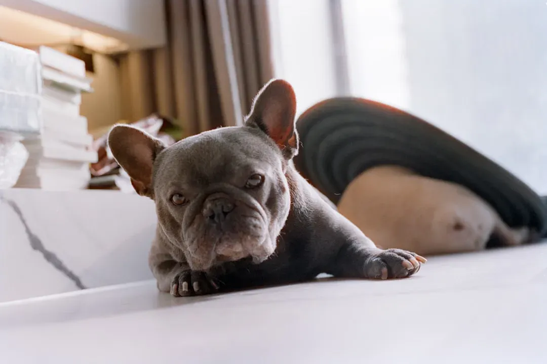 French Bulldog: The Charming Couch Potato (Image Credits: Unsplash)