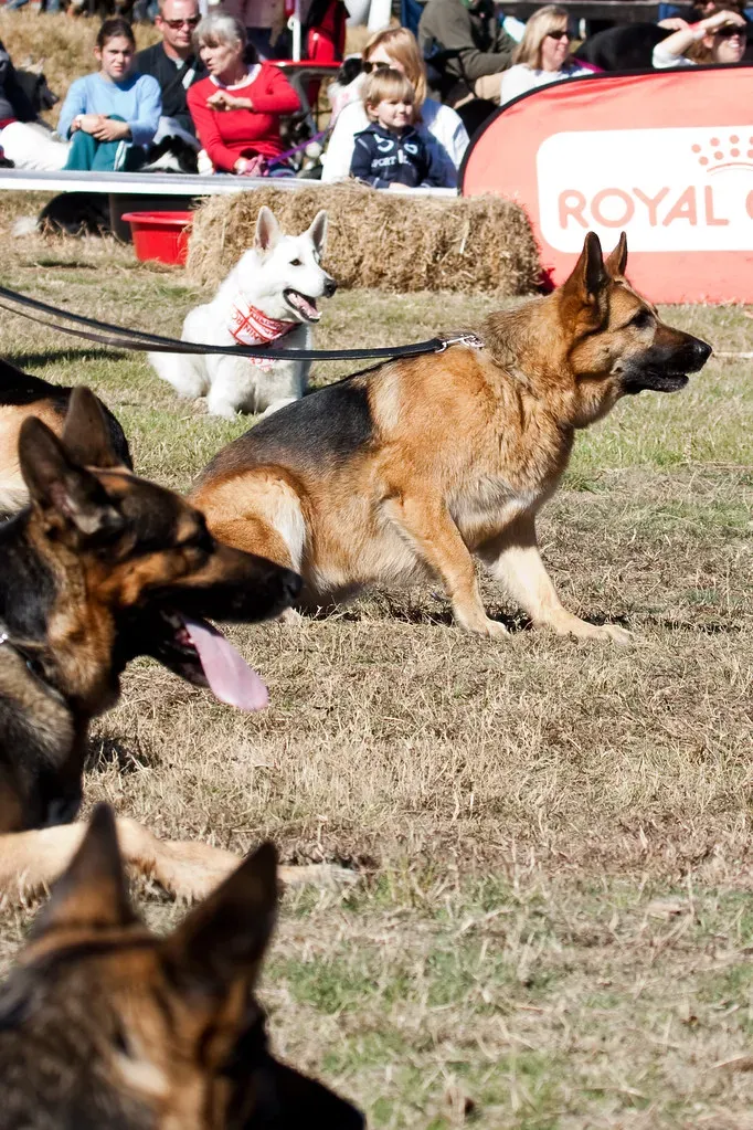 9. German Shepherd: The Intense Worker (Image Credits: Flickr)