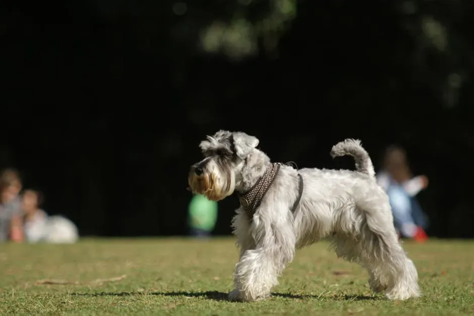 #10. Miniature Schnauzer (Image Credits: Pexels)