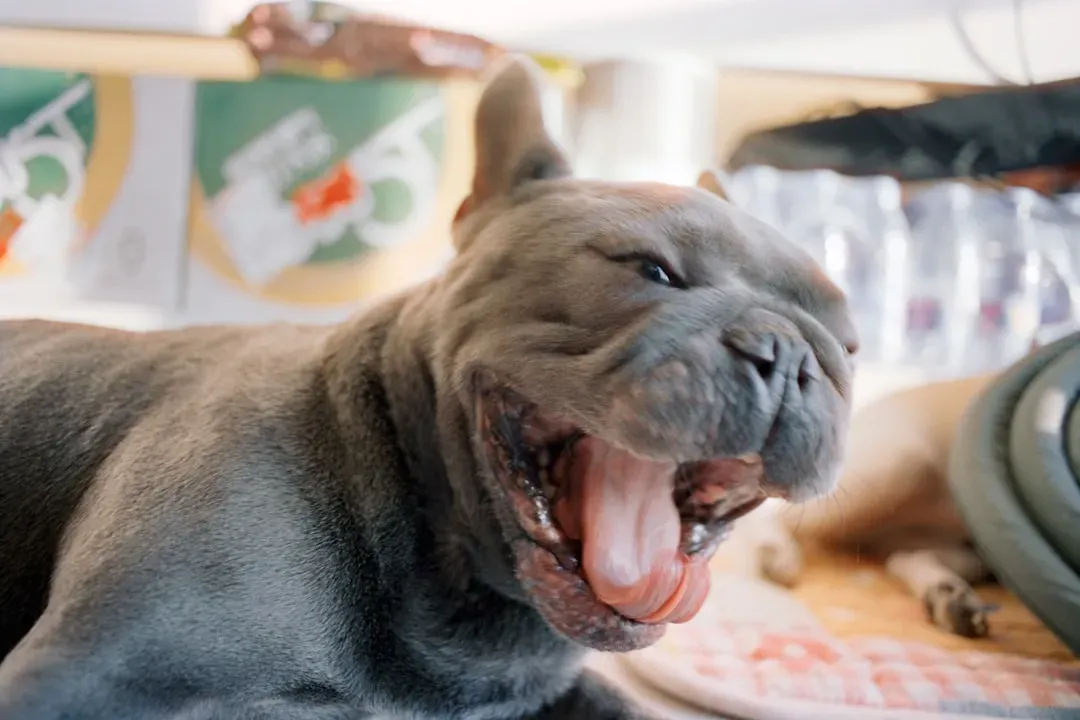 Reason 5 Not to Spay Early: Behavior Changes Aren't Always Predictable or Positive (Image Credits: Unsplash)