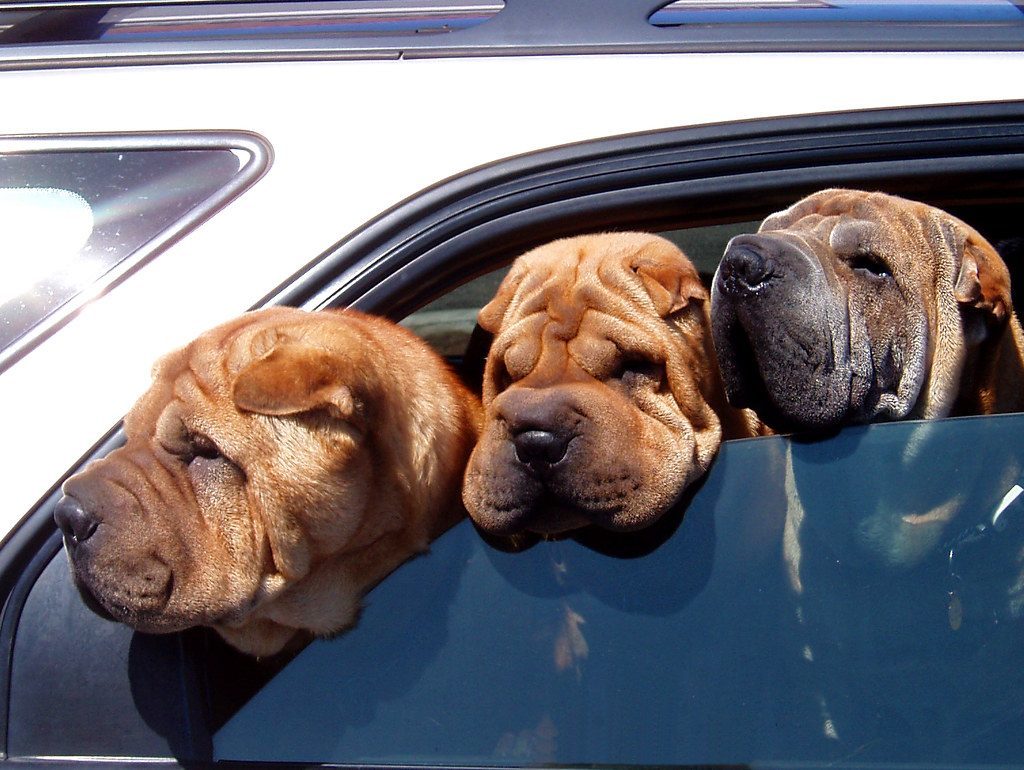 Shar-Pei: The Quiet Observer (Image Credits: Flickr)