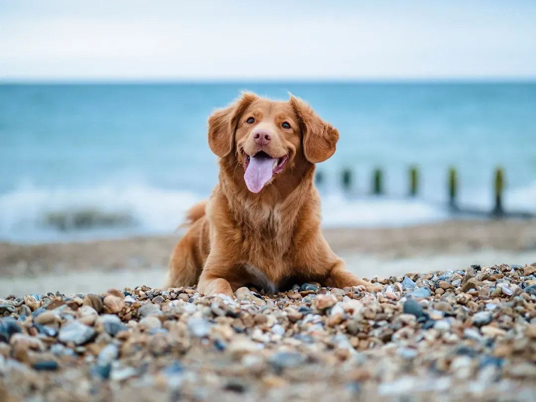 Conclusion: Your Dog, Your Sign, and the Real Boss of Your Vacation Plans (Image Credits: Unsplash)