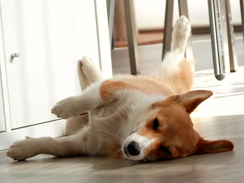 #6 - The Favorite Napping Spot: Why Dogs Return to the Same Cool Tile for Years (Image Credits: Flickr)