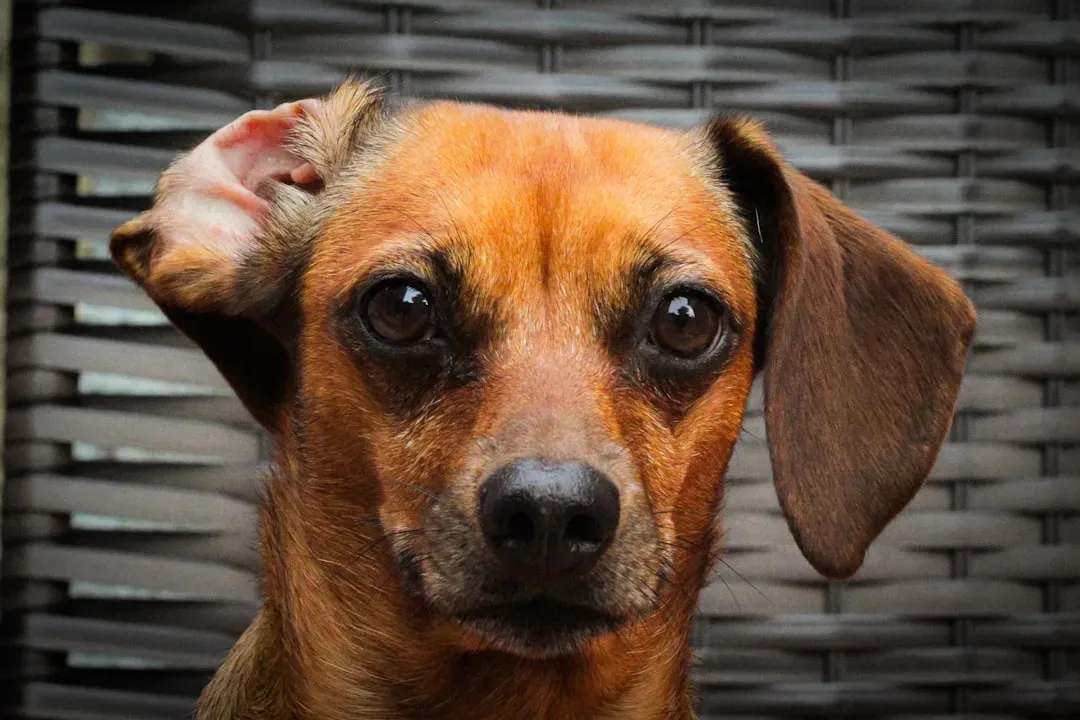 #4 – Ears Pinned Flat Against the Head (Image Credits: Unsplash)