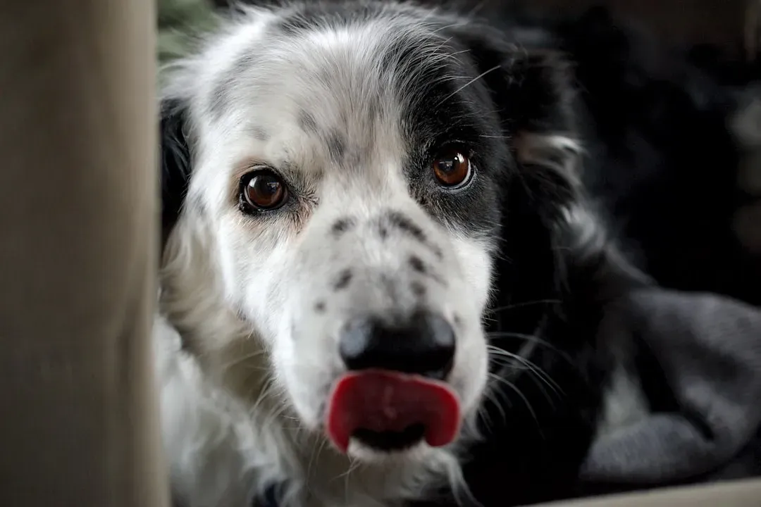 #4: Lip Licking When No Food Is Around (Image Credits: Unsplash)
